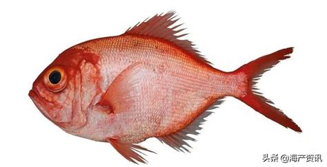 紅色魚種類 赤星對策